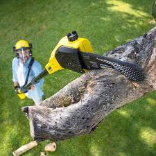 Lawn Renovation and Restoration in Parlier, CA